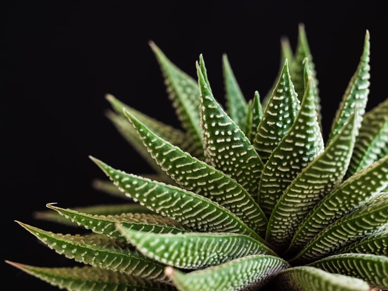 Succulent Garden